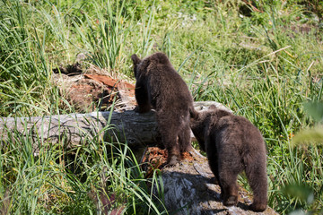 Grizzly bear Bär wildlife cubs