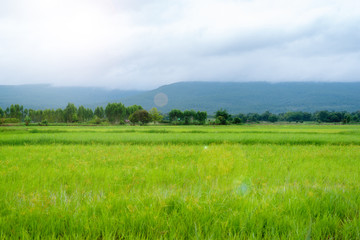 Landscape of golden light with green rice meadow , relaxing photo , sunsets with lens flare effect
