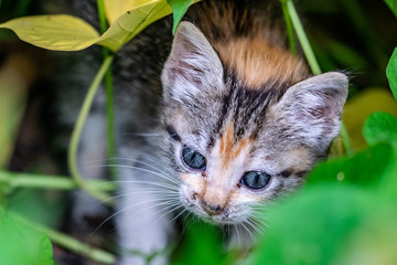 Young stray calico tortoisehell kitten emerging from the nest safety of garden plants vegetation