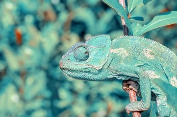 Foto op Canvas Beautiful green chameleon - Stock Image © blackdiamond67