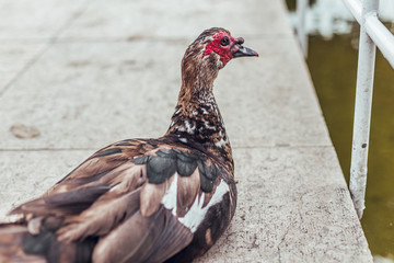 Portrait of duck resting on pond in Lisbon city, Portugal