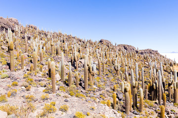 Salar de Uyuni view from Isla Incahuasi