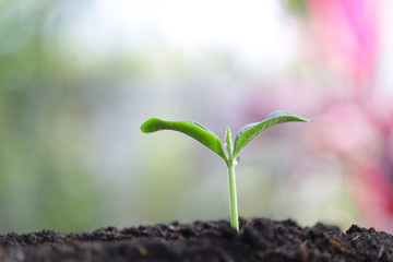 Young green sapling plant growing