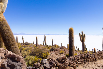 Salar de Uyuni view from Isla Incahuasi