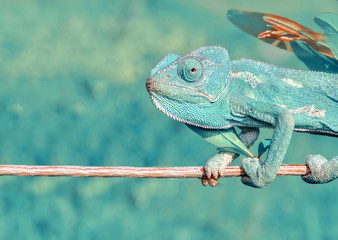 Fototapeta premium Beautiful green chameleon - Stock Image