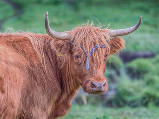 Highland cow