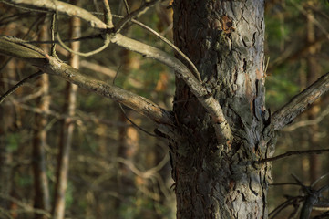 Fototapeta premium Tree trunk in forest and textural bark