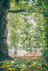 Sycamore tree and lake, Karlovy Vary, analog filter