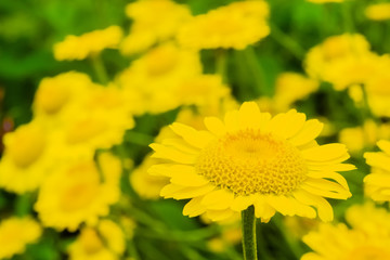 yellow flower in the garden closeup on a background of flowers