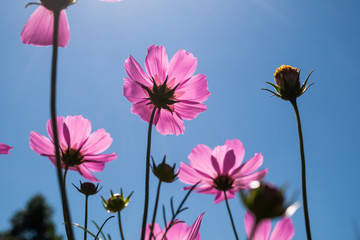 purple flowers against with blue sky ,cosmos flower