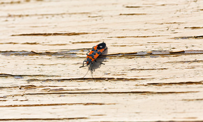 red beetle soldier on a wooden surface closeup