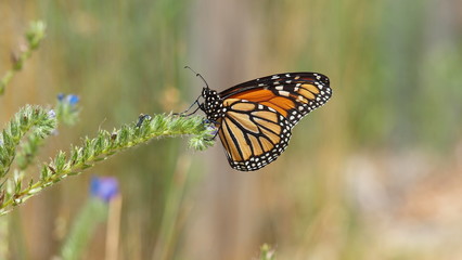 Obraz premium Butterfly macro OLYMPUS DIGITAL CAMERA