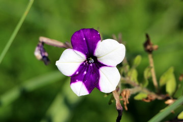 Fototapeta na wymiar Surfinia flowering plant with fully open blooming violet and white flower growing from single branch surrounded with withered and dried leaves in background on warm sunny day