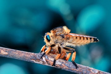 Macro shot of a robber fly 