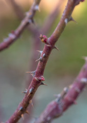 thorny branch