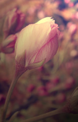 Pink rose flower