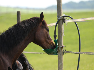 Young horses drink in the pasture from a potion at the pasture fence..