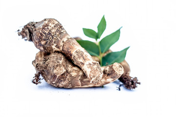 Close up of rare vegetable i.e. roots of jack fruit  or Jackfruit roots isolated on white also...