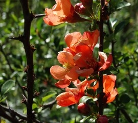 Orange flowers