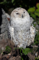 Snowy owl. Latin name - Bubo scandiacus