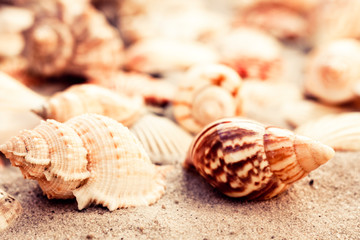 Seashells on the sand, summer beach background with copy space for text.