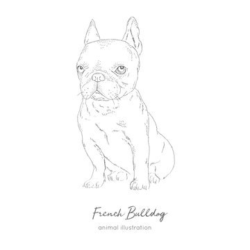 Vector illustration of French bulldog. Hand drawn ink realistic sketching. Perfect for logo branding t-shirt coloring book design.