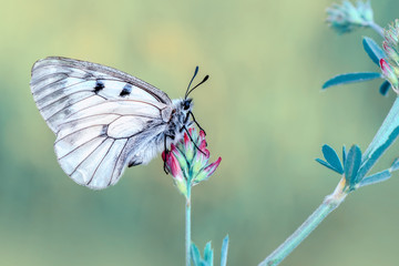 Closeup   beautiful butterfly sitting on flower