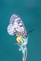 Closeup   beautiful butterfly sitting on flower