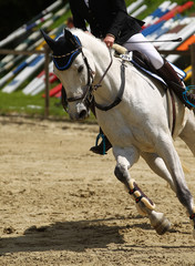 Fototapeta na wymiar Horse, jumping horse in close-up on a tournament..