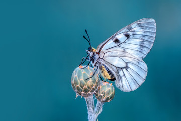Closeup   beautiful butterfly sitting on flower