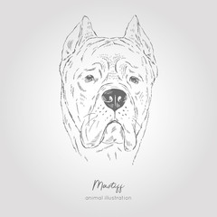 Vector portrait illustration of Bull Mastiff dog breed. Hand drawn ink realistic sketching. Perfect for logo branding t-shirt coloring book design.