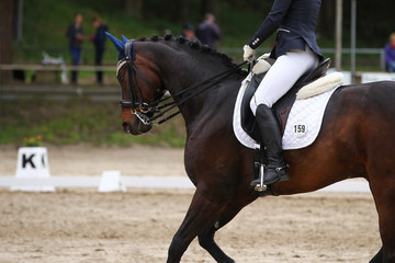 Horse dressage, taken in gait gallop close-up head..