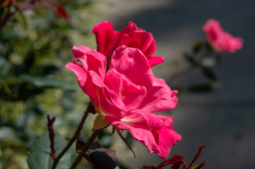 pink rose in the garden