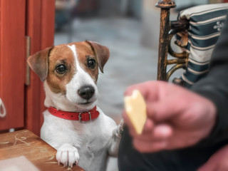 Close-up portrait of a small cute dog Jack Russell Terrier begging its owner for a piece of cheese - 245548331