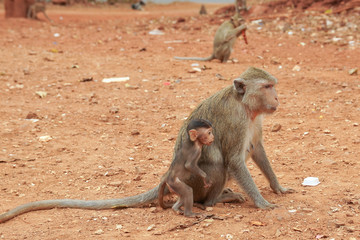 Monkeys macaques in a forest glade in Thailand