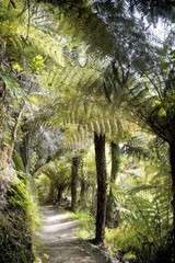 A path through the trees in the forest, large fern trees, New Zealand South Island 