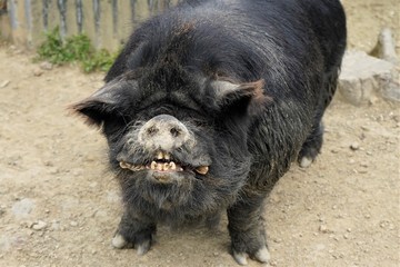 Fototapeta premium Close up of the black Kune Kune pig, showing its teeth, New Zealand, South Island 