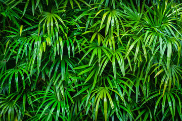 Green palm leaf 