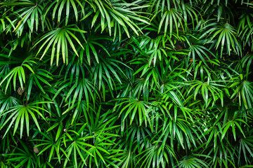 Green palm leaf 