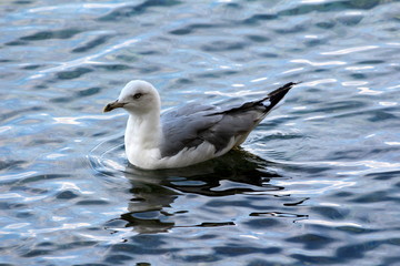 Fototapeta na wymiar White and grey small seagull peacefully floating on restless sea at sunset on warm sunny day