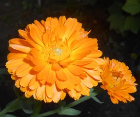 orange flower of calendula