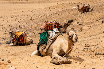 Fototapeta premium camels for Tourists and guides riding on Giza plateau in the rocky desert near cairo egypt