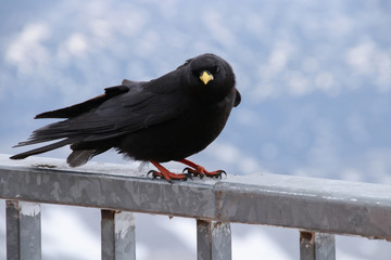 Pyrrhocorax graculus - Alpine chough on the Dachstein mountains, Austria