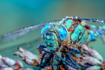 Macro shots, Beautiful nature scene dragonfly. 