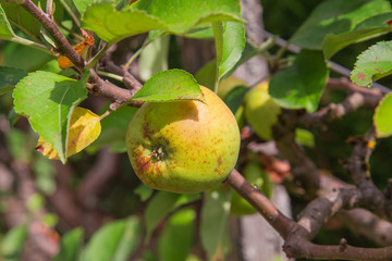 Pommier