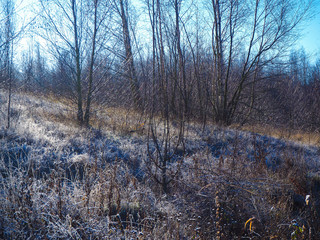 Bare winter trees on a frosty hillside by the Leeds Country Way, North Yorkshire, England