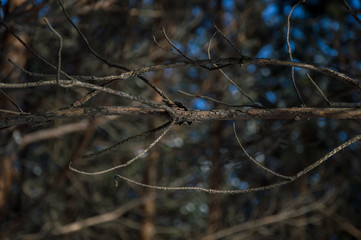 Branches of trees in a forest