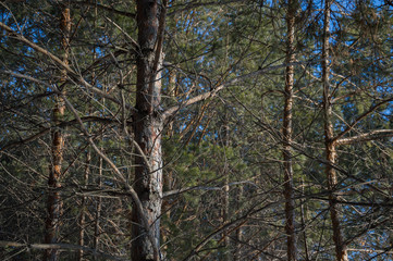 Branches of trees in a forest