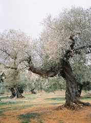 Millenary olive trees in Spain