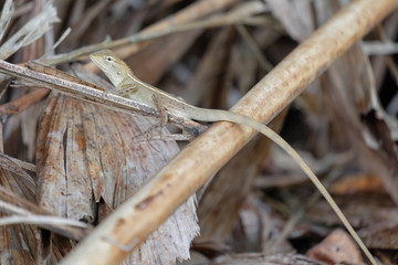 Brown chameleon hunting. Portrait of an exotic animal. 